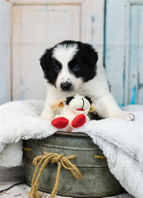 We Love This Little Black And White Border Collie Puppy Border