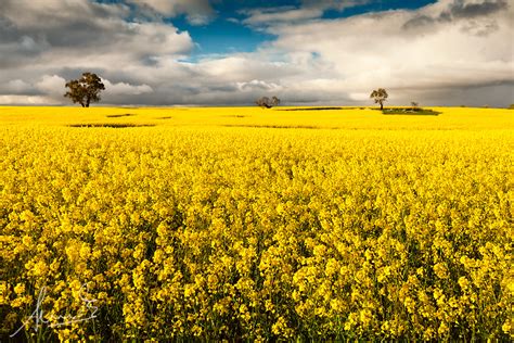 To go out to fight, 16c., from field (n.) in the specific sense of battlefield (old english). Canola Fields - Wollogorang NSW | Finally found that ...