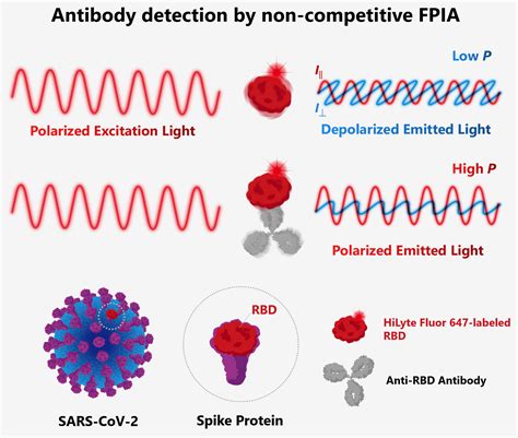 A Rapid Method To Quantify Antibodies Against Sars Cov 2 Hokkaido