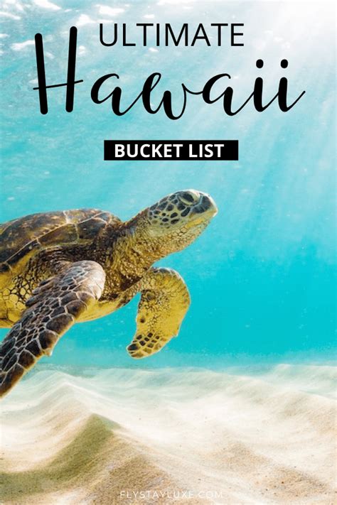 The Ultimate Hawaii Bucket List Sea Turtle Turtle Turtle Facts