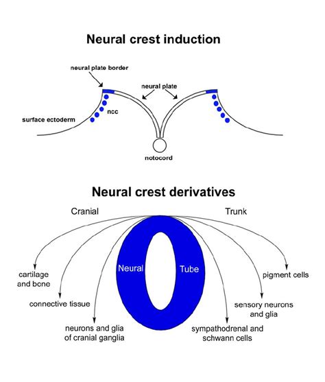 Three Adult Derivatives Neural Crest Cranial Neural Crest Telegraph