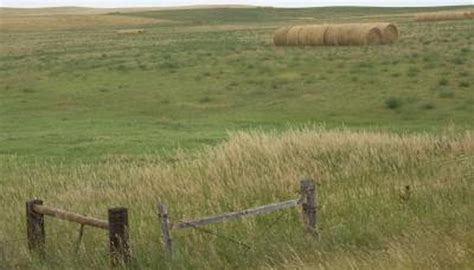 Grassland Biome Facts Sciencing