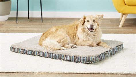 The Best Dog Beds For Older Dogs Dogcrates