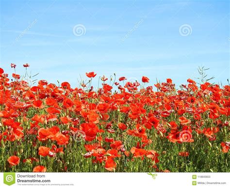 Beautiful Red Poppy Flowers In Field Lithuania Stock