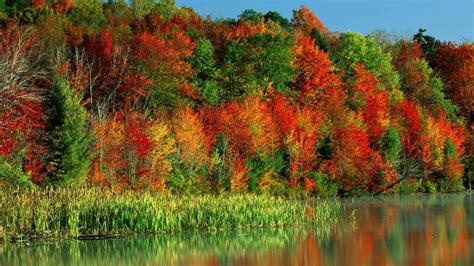 Beautiful Green Red Yellow Fall Autumn Trees In Blue Sky Background