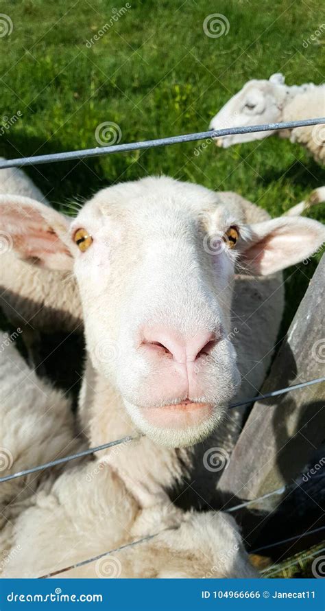 Sheep With A Comical Expression On Its Face Stock Photo Image Of Eyes