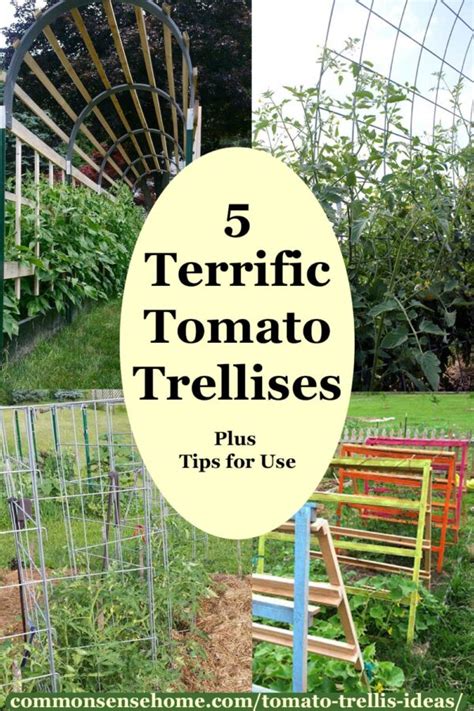5 Terrific Tomato Trellis Ideas For Easy Harvesting