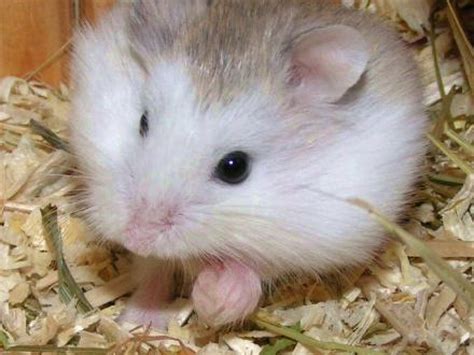 Hamster Roborowski Informations Détaillées Sur Le Hamster Phodopus