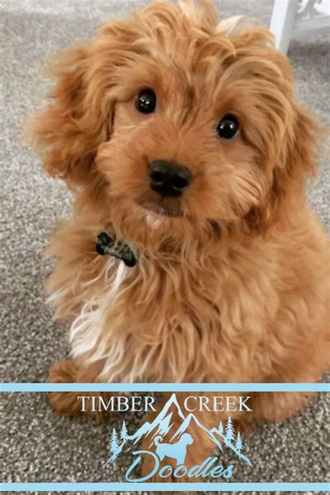 We Specialize In Red Mini Goldendoodles And Teacup Goldendoodles