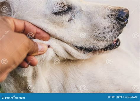 Close Up Tick On Dog Skin Stock Photo Image Of Skin 158114278