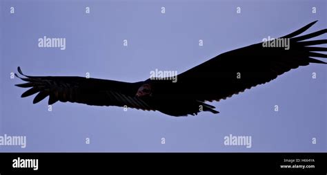 Background With A Vulture Flying In The Sky Stock Photo Alamy