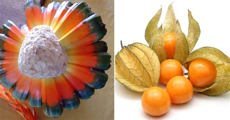 I is for isis candy (tomato) and italian ice (tomato). 10 Weirdest and Most Exotic Fruits From Around the World ...