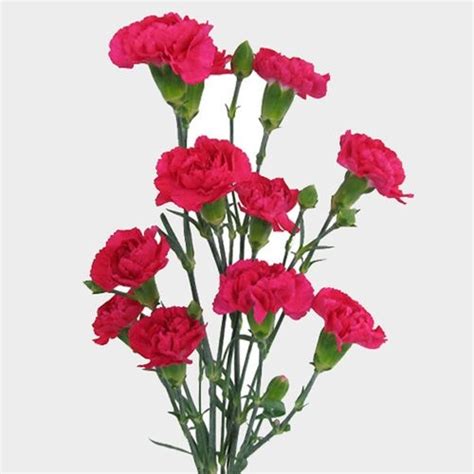 Hot Pink Mini Carnation Flower Wholesale Blooms By The Box