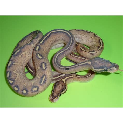 Ball Pythons Strictly Reptiles Inc