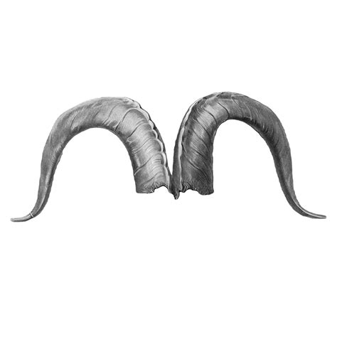 Ram Horns Drawing