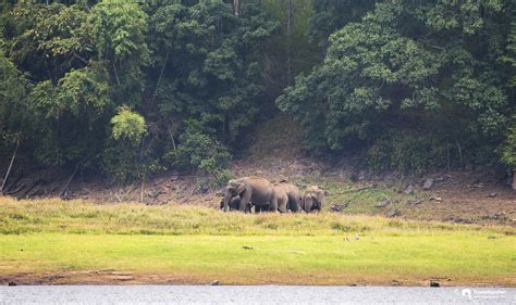 Wildlife Sanctuaries Of Kerala Neelakandan Madavana Wildlife