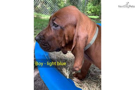 Boy Light Blue Redbone Coonhound Puppy For Sale Near Ocala Florida