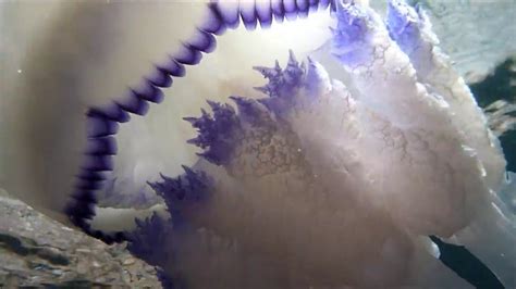 Immersione Sistiana TS - Polmone di Mare di Antonello Porchedda © - YouTube