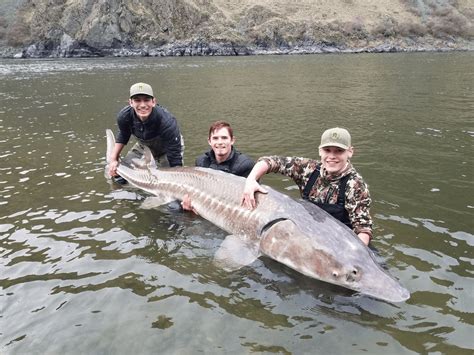 Fishermen Overjoyed After Catching Largest Sturgeon Ever Recorded