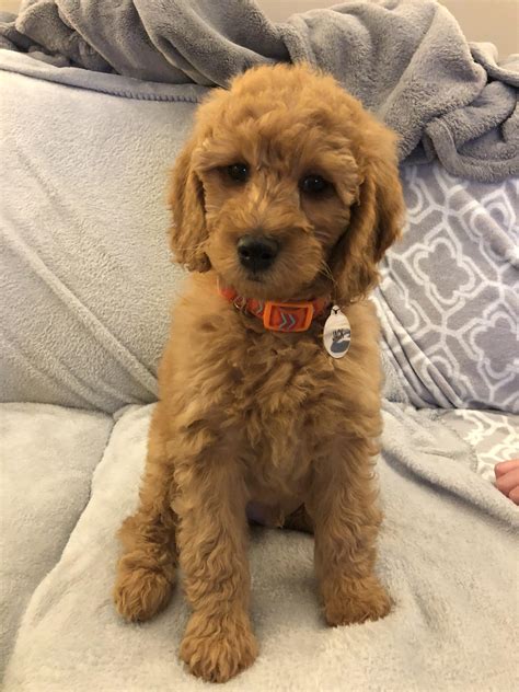 85 Weeks Old Rgoldendoodles