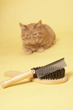 By getting to the roots of the problem, you would be keeping your cat healthy but first, before we get into details on how to stop your favorite furry friend from shedding excessively, let's look at some reasons as to why cats shed. How to Help Cats Shed Less - Pets