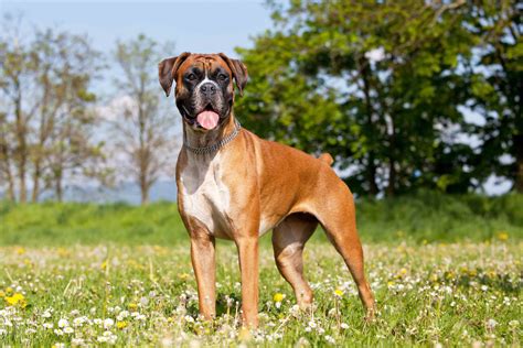 Best Dog Food For An Overweight Boxer Spot And Tango
