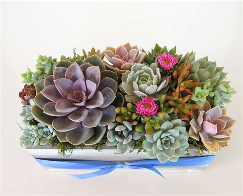 Succulent Arrangement With A Vatiety Of Colorful Succulents