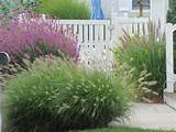 Images of Pool Landscaping Grasses