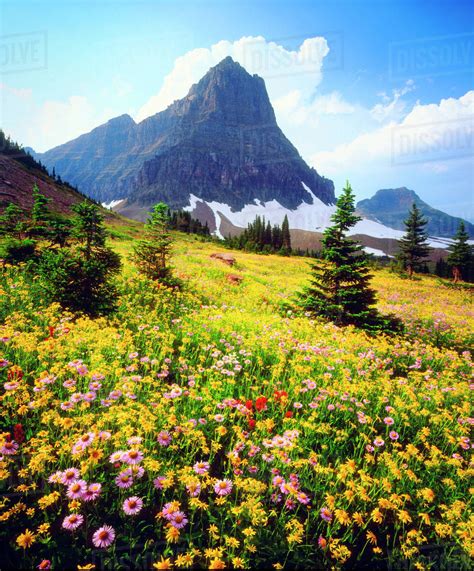 Usa Montana Glacier National Park Alpine Wildflowers Stock Photo