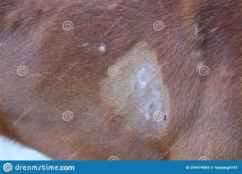 Close Up Of The Skin Of A Brown Haired Dog With Dermatitis Stock Image