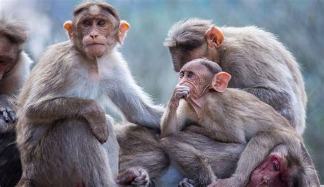 Macacos As 5 Melhores Curiosidades Sobre Esses Mamíferos