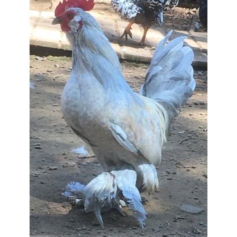 Cackle Hatchery Porcelain Duccle Bantam Chicken Straight Run Male And Female 310 Blain