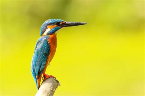 Free Stock Photo Of Kingfisher Bird Download Free Images And Free