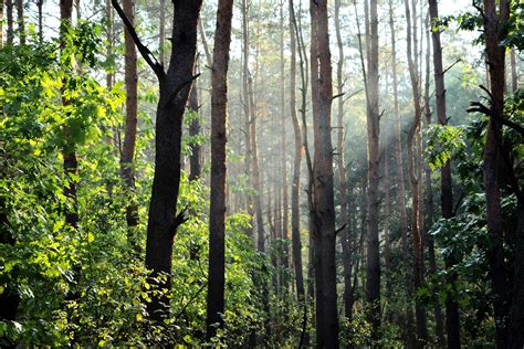 X Aforestation Forest Light Mist Nature Ray Of Sunshine Sun Light Sunbeams
