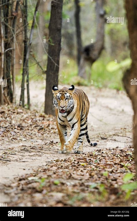 Bengal Tiger Running Panthera Tigris Tigris Stock Photo Alamy