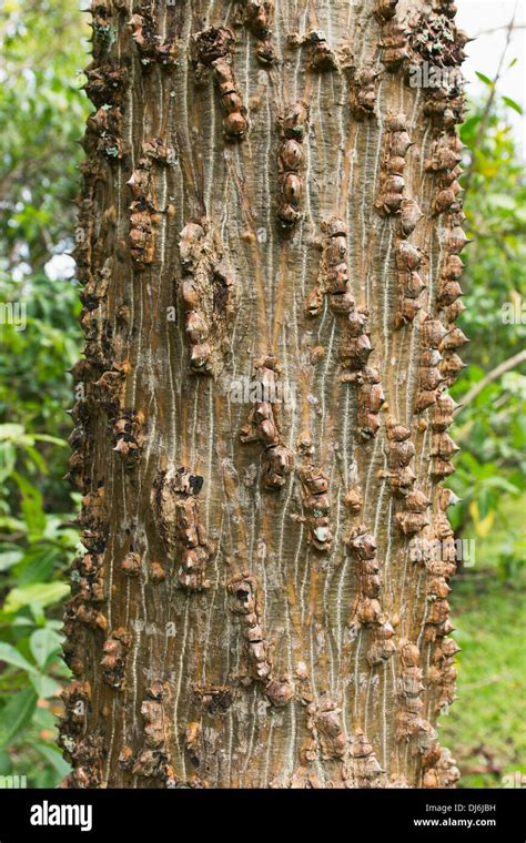 Unique Tree Bark On A Tree In Hoomaluhia Botanical Garden Oahu Hawaii