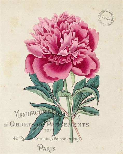 Vintage French Peony No1 Botanical Print Giclee Par Bellebotanica