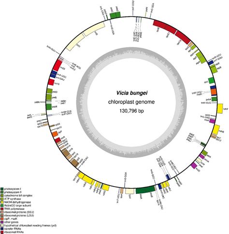 Frontiers Complete Chloroplast Genome Of The Inverted Repeat Lacking