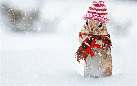 Download Cute Squirrel Snowfall Winter Holidays Ultrahd Wallpaper
