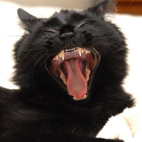 Cat Yawn Animal Yawns Crack Me Up Jill Watson Flickr