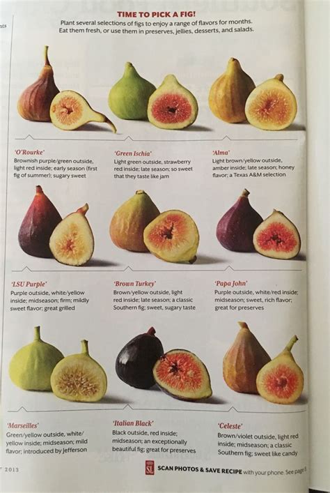 Fig Varieties Southern Living July 2013 Fig Fruit Fig Varieties