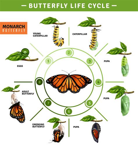 The Joys Of Growing Milkweed For Monarch Butterflies