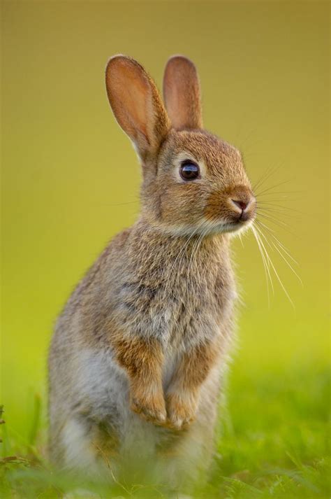 72 best images about wild rabbits on pinterest snow bunnies jack o connell and the wild