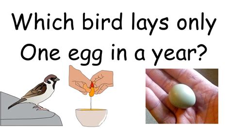 Which Bird Lays Only One Egg In A Year L Brain Boosters Interesting