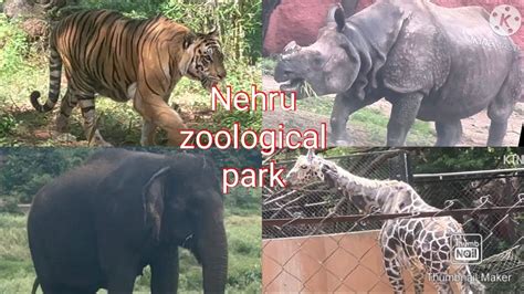 Nehru Zoological Park Hyderabad Zoo Park Zoo Zoo Vlog Complete