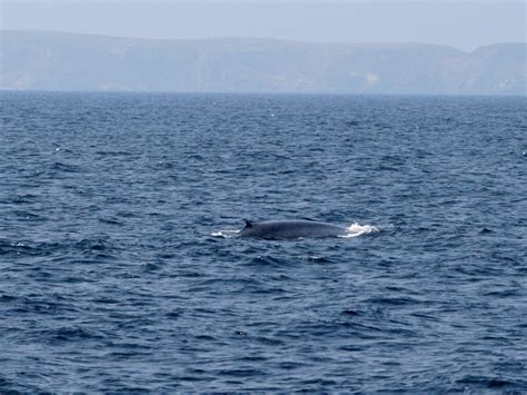 Channel Islands Whale Watching (1) - Doug's Channel Islands Tours