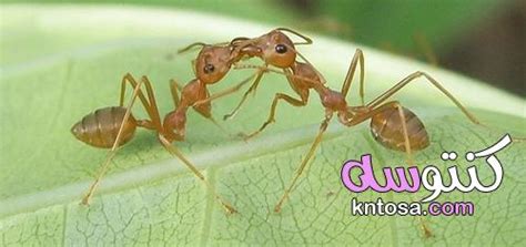 كيف يتواصل النمل مع بعضها البعض