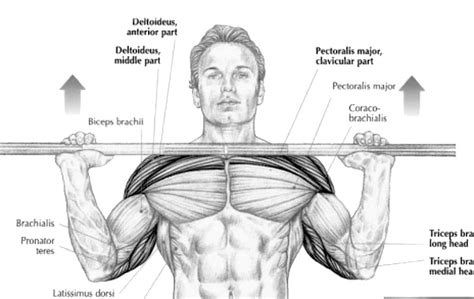 How To Build Bigger Shoulders Overhead Press Hypertrophy Guide