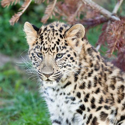 Amur Leopard Cub Stock Photos Pictures And Royalty Free Images Istock