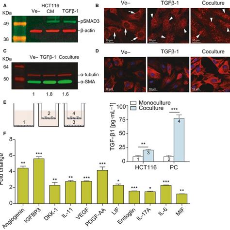 Coculture With Pericytes Enhances Colorectal Cancer Cell CSClike
